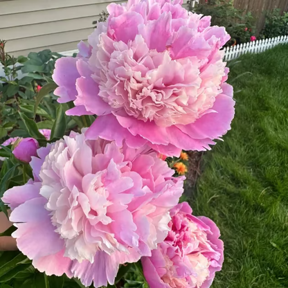 🌺Double-Petaled Peony Seeds | The Royal Empress-LIN