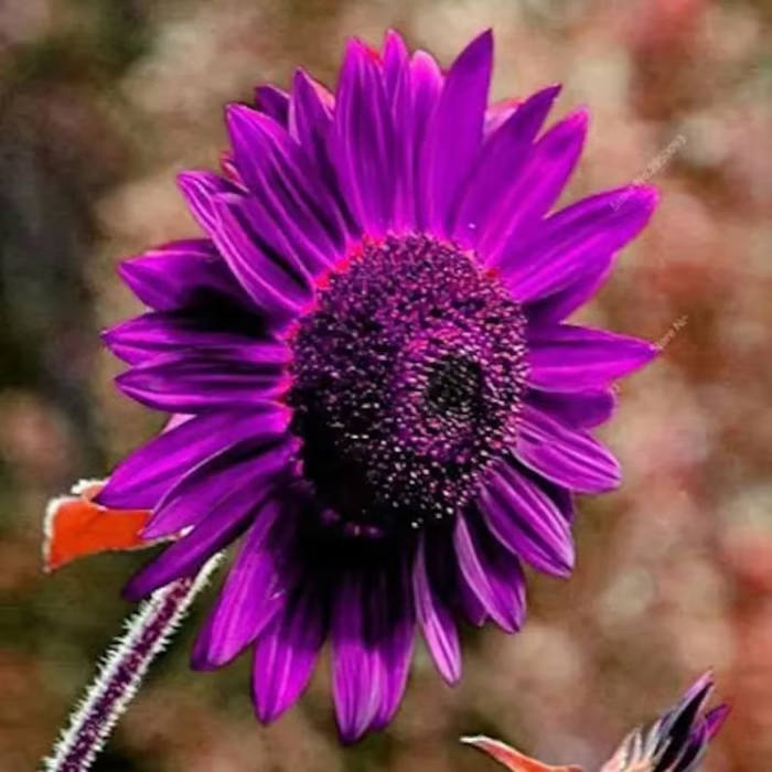 Last 8,000 Seeds💜 Midnight Sun Giant Sunflower Seeds 🌻 Rare Strain & Grows 8ft+ Tall-LIN