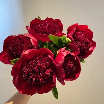 🌺Double-Petaled Peony Seeds | The Royal Empress-LIN