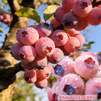 🔥50K+ SOLD!💟Premium Pink Blueberry Seeds -😋A Uniquely Delightful Taste-LIN