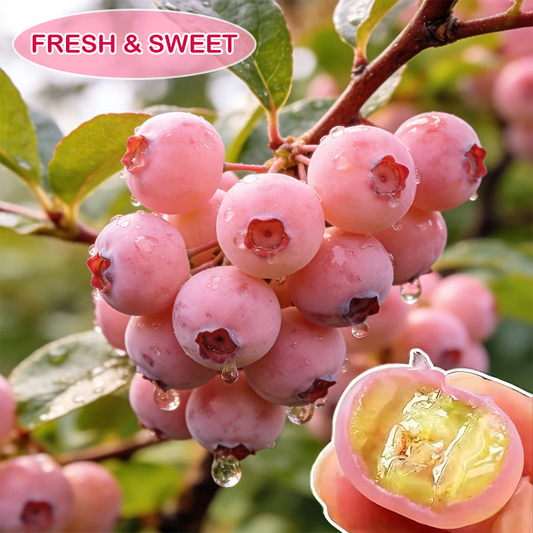 🔥50K+ SOLD!💟Premium Pink Blueberry Seeds -😋A Uniquely Delightful Taste-LIN