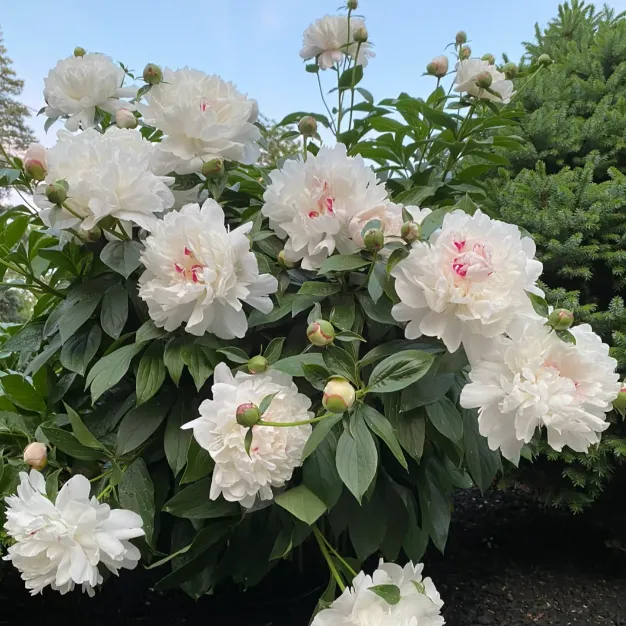 🌺Double-Petaled Peony Seeds | The Royal Empress-LIN