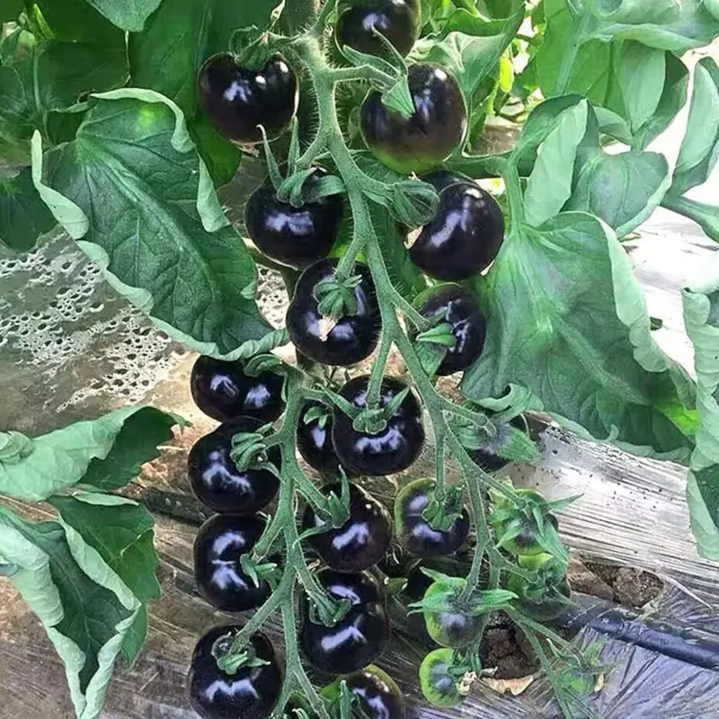 100 Black Tomato Seeds Rare Mini Heirloom Variety Sweet Juicy Garden Vegetable for Home Growing Compact Plants with Rich Red Interior Ideal for Pots Containers or Garden Beds-LIN