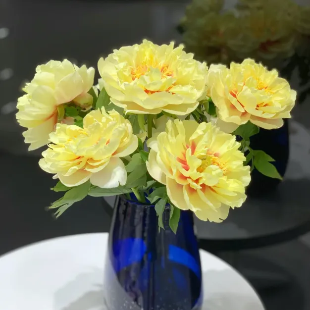 🌺Double-Petaled Peony Seeds | The Royal Empress-LIN