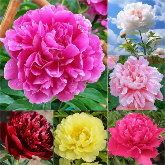 🌺Double-Petaled Peony Seeds | The Royal Empress-LIN
