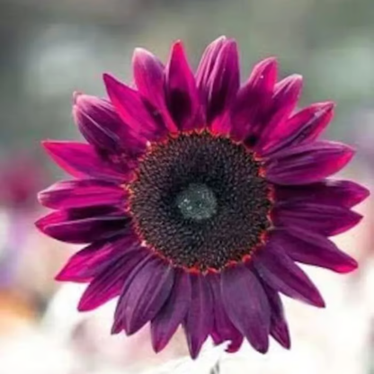 Last 8,000 Seeds💜 Midnight Sun Giant Sunflower Seeds 🌻 Rare Strain & Grows 8ft+ Tall-LIN