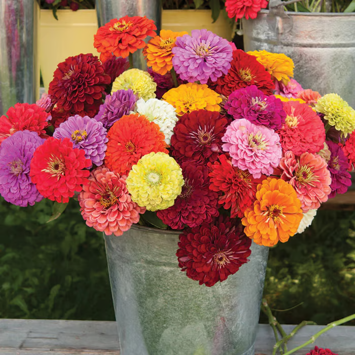 🌺Zinnia California Giant Mix - 7,300+ (2 oz) | No Filler - USA Heirloom Flower Seeds-LIN