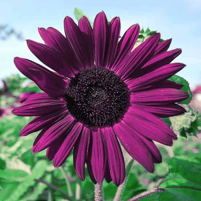 Last 8,000 Seeds💜 Midnight Sun Giant Sunflower Seeds 🌻 Rare Strain & Grows 8ft+ Tall-LIN