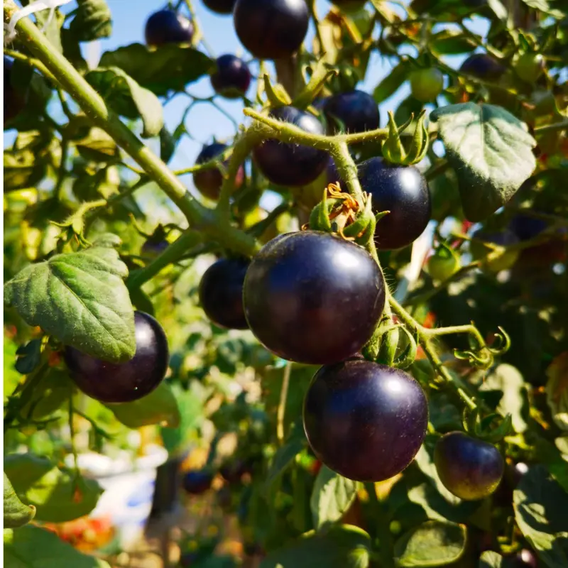 100 Black Tomato Seeds Rare Mini Heirloom Variety Sweet Juicy Garden Vegetable for Home Growing Compact Plants with Rich Red Interior Ideal for Pots Containers or Garden Beds-LIN