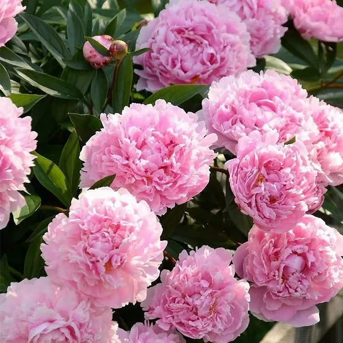 🌺Double-Petaled Peony Seeds | The Royal Empress-LIN
