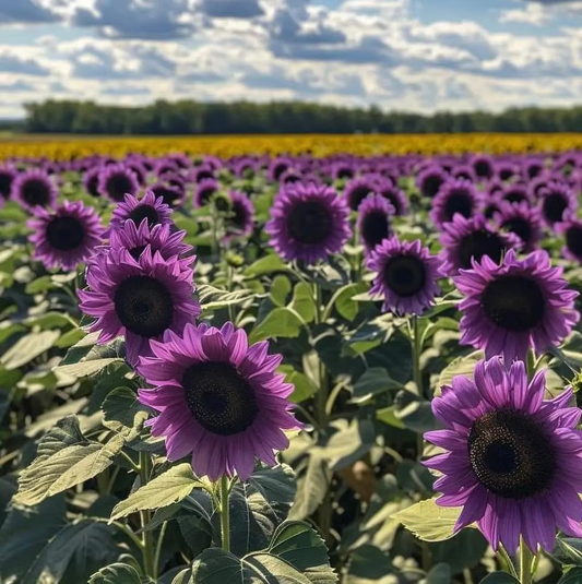 Last 8,000 Seeds💜 Midnight Sun Giant Sunflower Seeds 🌻 Rare Strain & Grows 8ft+ Tall-LIN