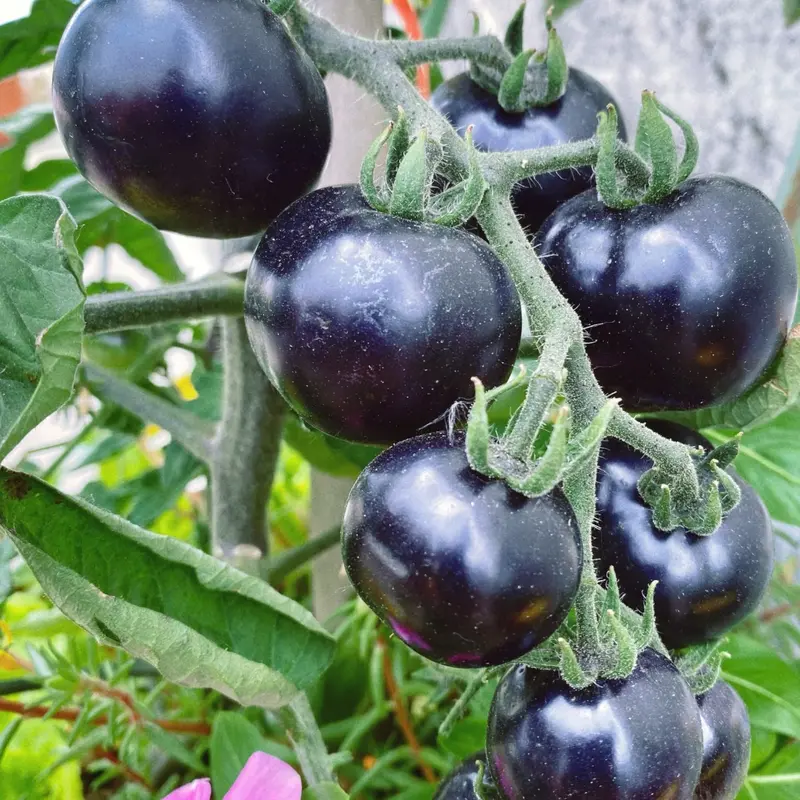100 Black Tomato Seeds Rare Mini Heirloom Variety Sweet Juicy Garden Vegetable for Home Growing Compact Plants with Rich Red Interior Ideal for Pots Containers or Garden Beds-LIN