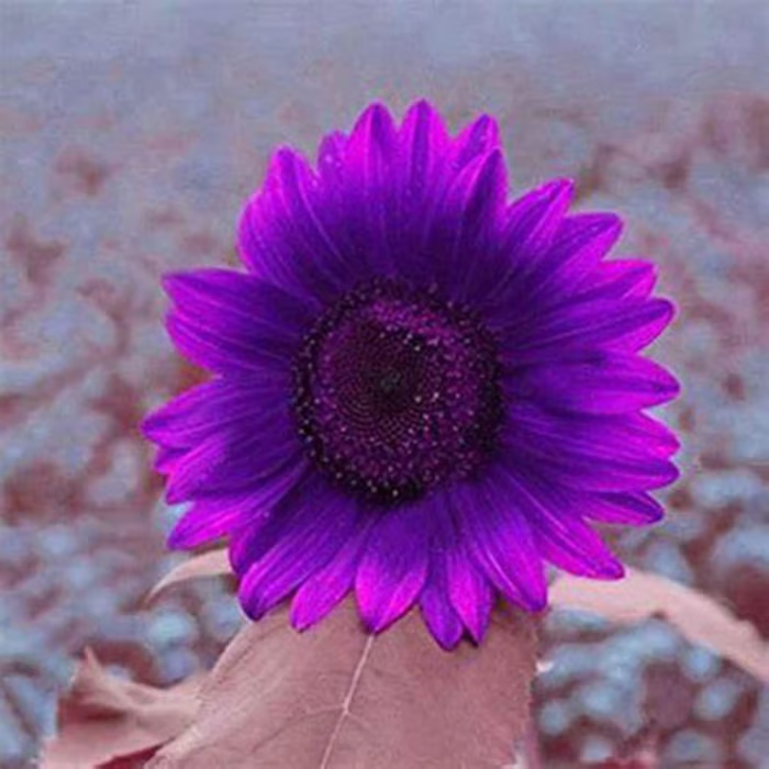 Last 8,000 Seeds💜 Midnight Sun Giant Sunflower Seeds 🌻 Rare Strain & Grows 8ft+ Tall-LIN