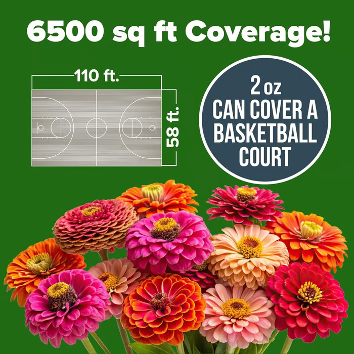 🌺Zinnia California Giant Mix - 7,300+ (2 oz) | No Filler - USA Heirloom Flower Seeds-LIN