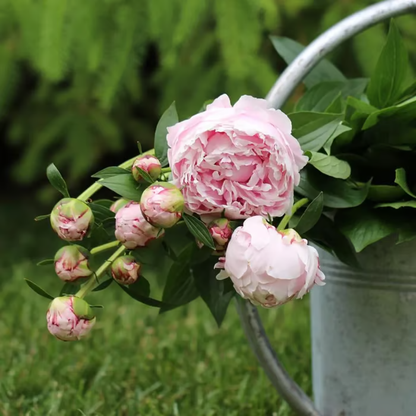 🌺Double-Petaled Peony Seeds | The Royal Empress-LIN