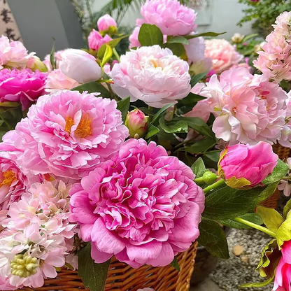 🌺Double-Petaled Peony Seeds | The Royal Empress-LIN
