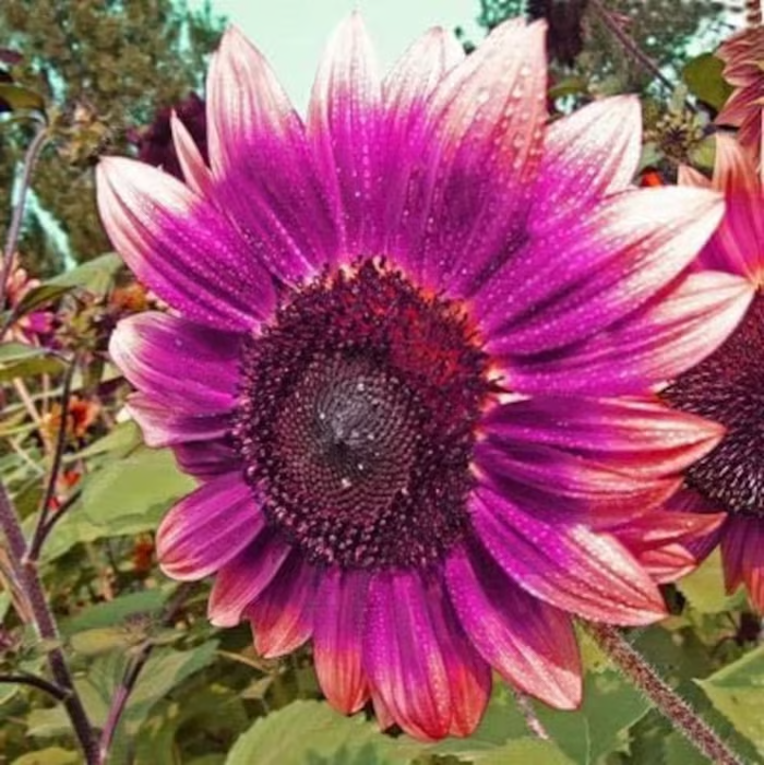 Last 8,000 Seeds💜 Midnight Sun Giant Sunflower Seeds 🌻 Rare Strain & Grows 8ft+ Tall-LIN